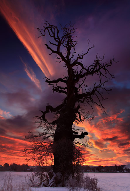 Cromwell Tree Dawn